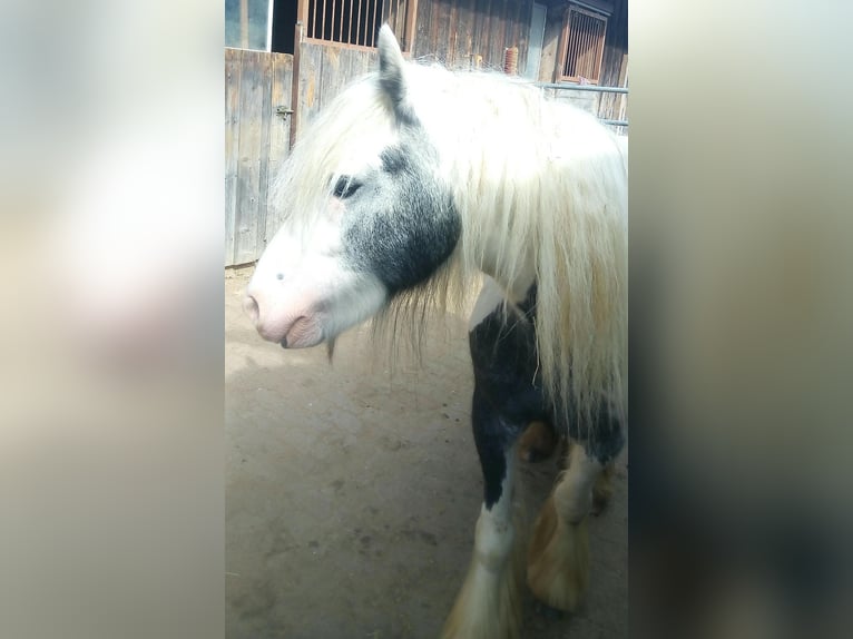 Tinker Merrie 5 Jaar 139 cm Gevlekt-paard in Buchheim