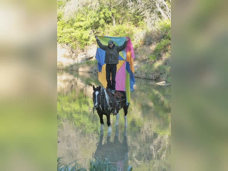 Tinker Merrie 5 Jaar 140 cm Gevlekt-paard in Dublin