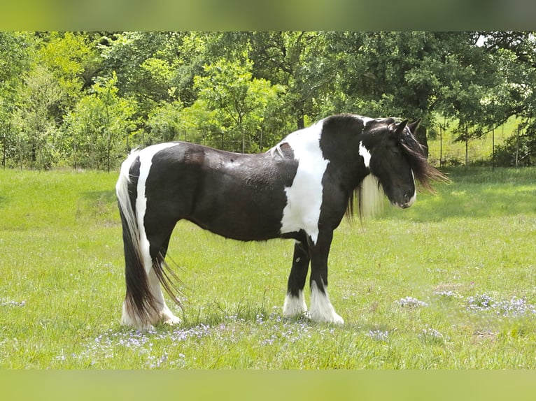 Tinker Merrie 5 Jaar 140 cm Gevlekt-paard in Dublin