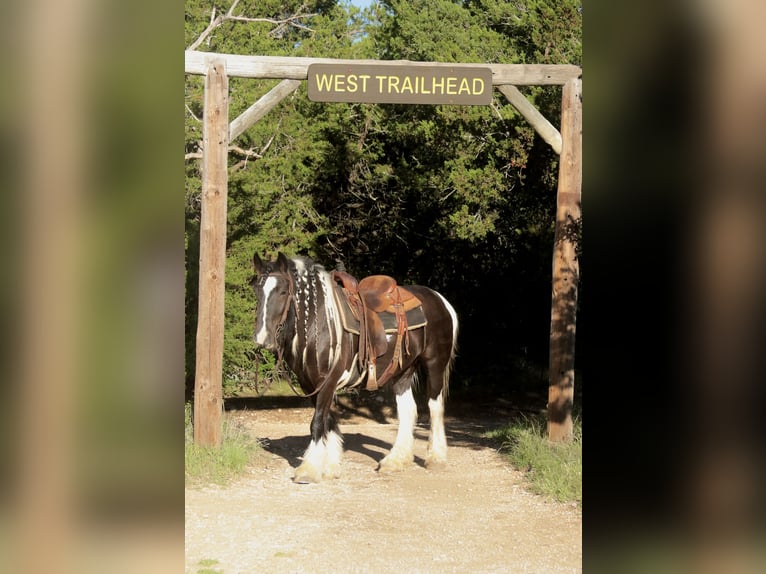 Tinker Merrie 5 Jaar 140 cm Gevlekt-paard in Dublin