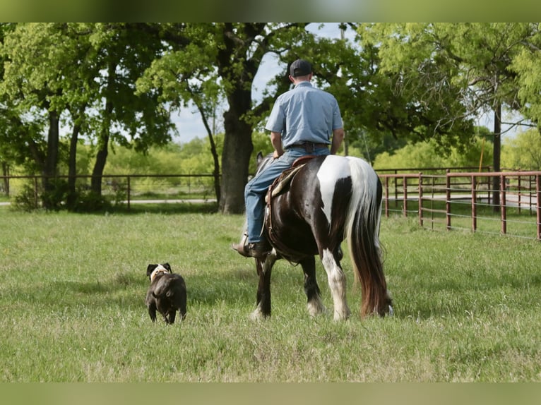Tinker Merrie 5 Jaar 140 cm Gevlekt-paard in Dublin