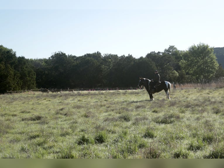 Tinker Merrie 5 Jaar 140 cm Gevlekt-paard in Dublin
