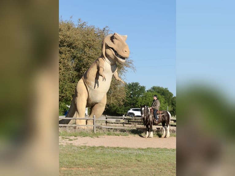 Tinker Merrie 5 Jaar 140 cm Gevlekt-paard in Dublin