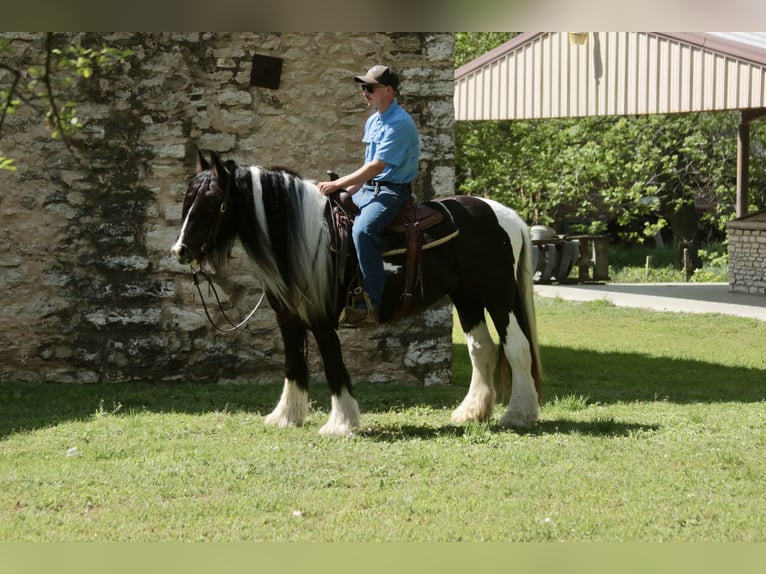 Tinker Merrie 5 Jaar 140 cm Gevlekt-paard in Dublin