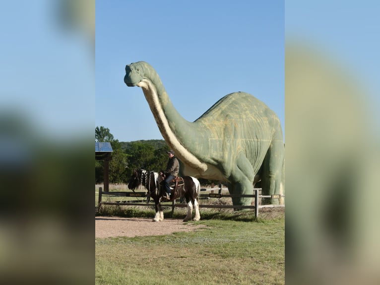 Tinker Merrie 5 Jaar 140 cm Gevlekt-paard in Dublin