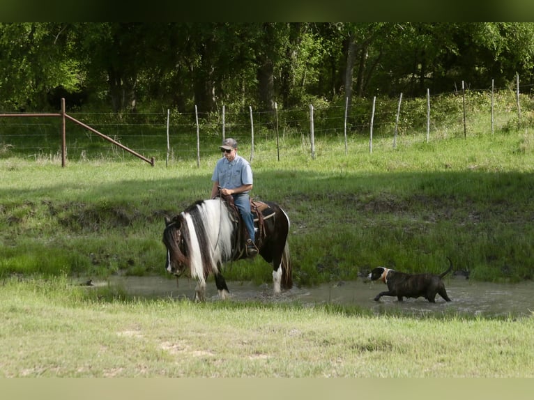 Tinker Merrie 5 Jaar 140 cm Gevlekt-paard in Dublin
