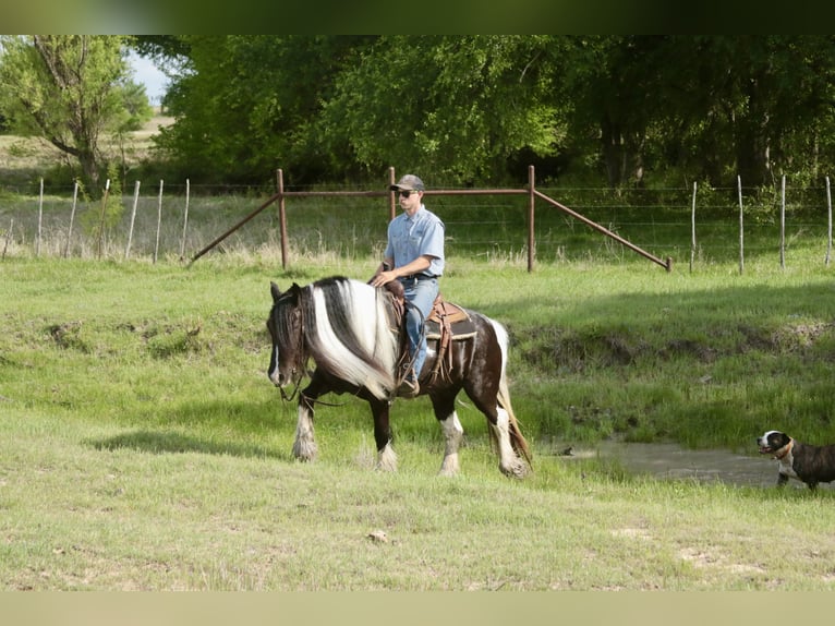 Tinker Merrie 5 Jaar 140 cm Gevlekt-paard in Dublin