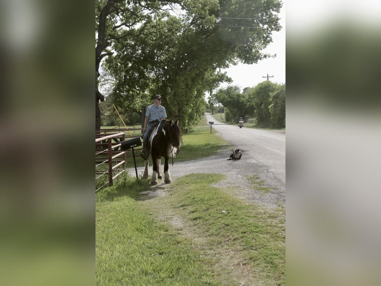 Tinker Merrie 5 Jaar 140 cm Gevlekt-paard in Dublin