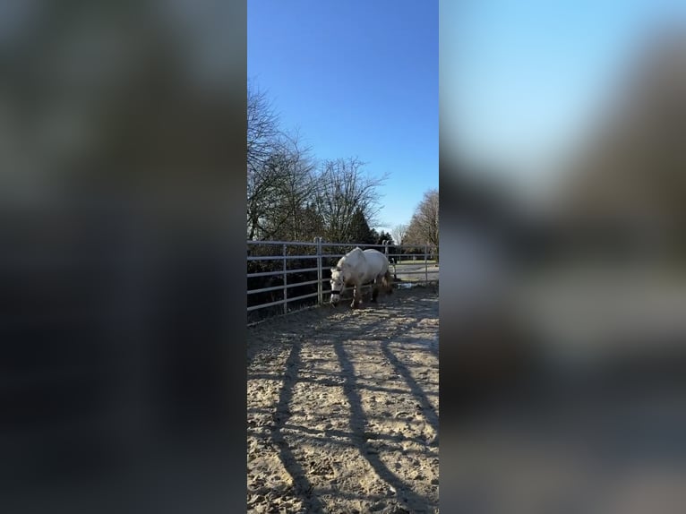 Tinker Merrie 5 Jaar 140 cm Palomino in Halver