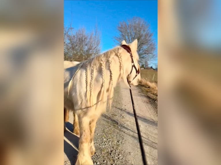 Tinker Merrie 5 Jaar 140 cm Palomino in Halver
