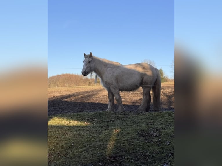 Tinker Merrie 5 Jaar 140 cm Palomino in Halver