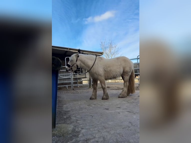 Tinker Merrie 5 Jaar 140 cm Palomino in Halver