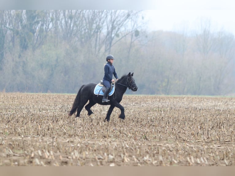 Tinker Merrie 5 Jaar 140 cm Zwart in Bogaarden