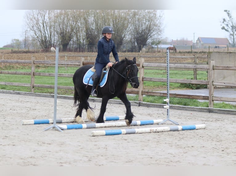 Tinker Merrie 5 Jaar 140 cm Zwart in Bogaarden