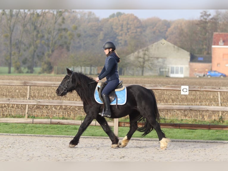 Tinker Merrie 5 Jaar 140 cm Zwart in Bogaarden