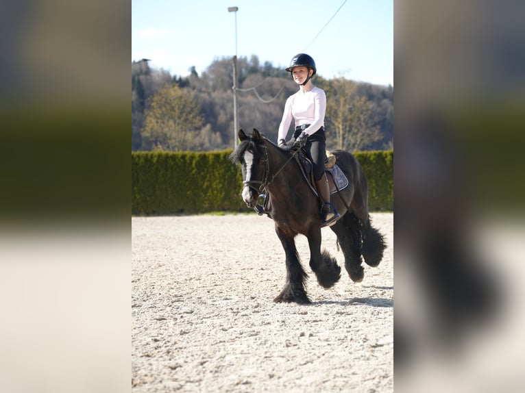 Tinker Merrie 5 Jaar 140 cm Zwart in Wächtersbach