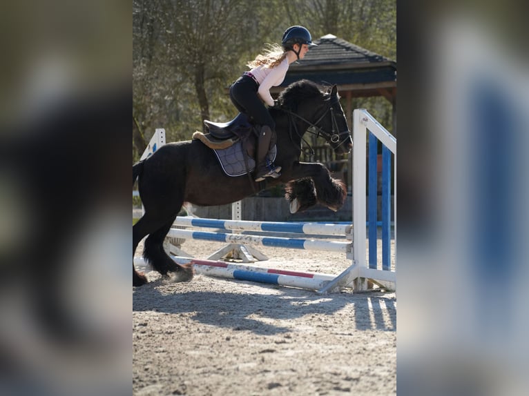 Tinker Merrie 5 Jaar 140 cm Zwart in Wächtersbach