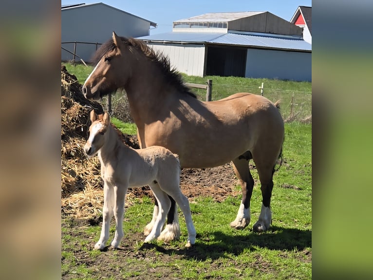Tinker Mix Merrie 5 Jaar 142 cm Falbe in Scio