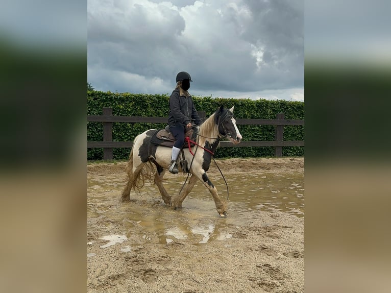 Tinker Merrie 5 Jaar 145 cm Gevlekt-paard in Daleiden