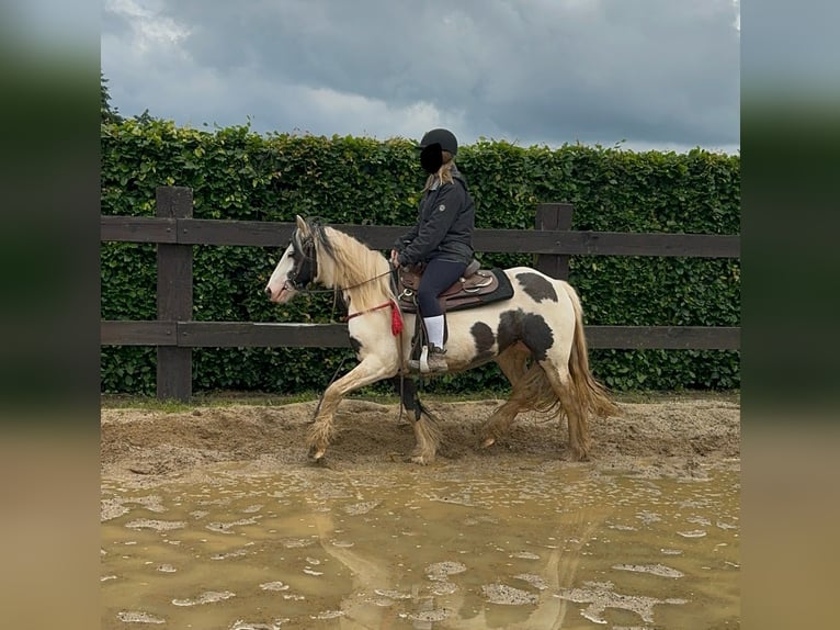 Tinker Merrie 5 Jaar 145 cm Gevlekt-paard in Daleiden