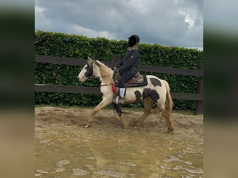 Tinker Merrie 5 Jaar 145 cm Gevlekt-paard in Daleiden