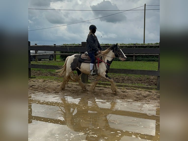 Tinker Merrie 5 Jaar 145 cm Gevlekt-paard in Daleiden