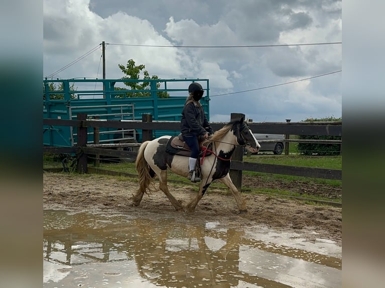 Tinker Merrie 5 Jaar 145 cm Gevlekt-paard in Daleiden