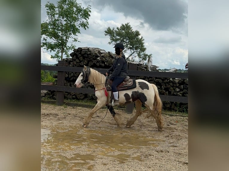 Tinker Merrie 5 Jaar 145 cm Gevlekt-paard in Daleiden