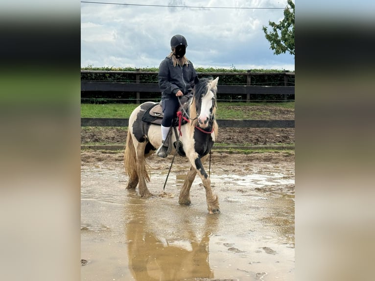 Tinker Merrie 5 Jaar 145 cm Gevlekt-paard in Daleiden