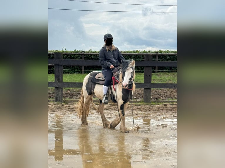 Tinker Merrie 5 Jaar 145 cm Gevlekt-paard in Daleiden