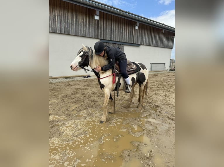 Tinker Merrie 5 Jaar 145 cm Gevlekt-paard in Daleiden