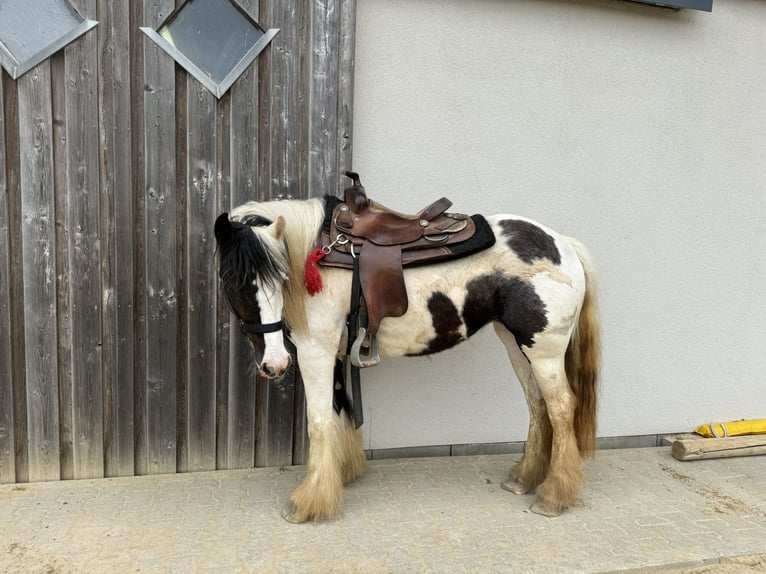 Tinker Merrie 5 Jaar 145 cm Gevlekt-paard in Daleiden