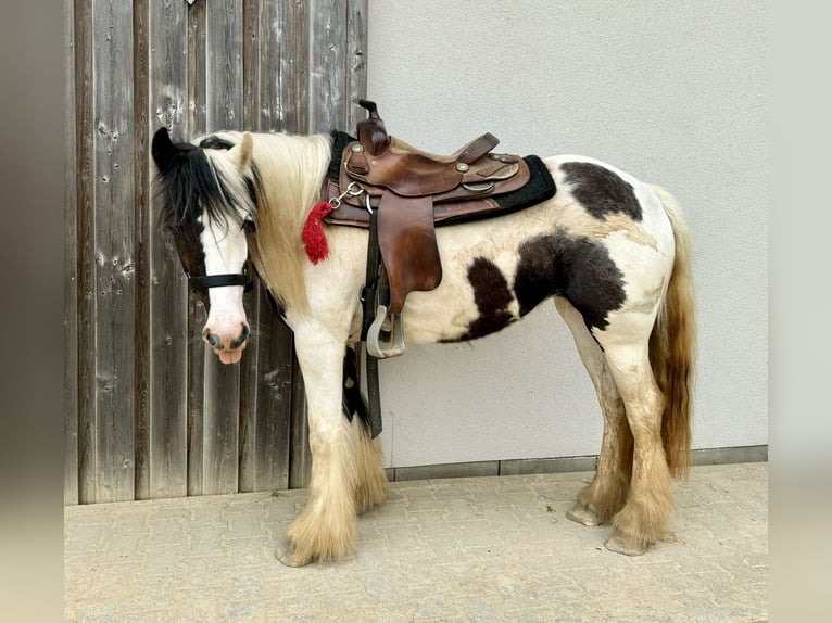 Tinker Merrie 5 Jaar 145 cm Gevlekt-paard in Daleiden