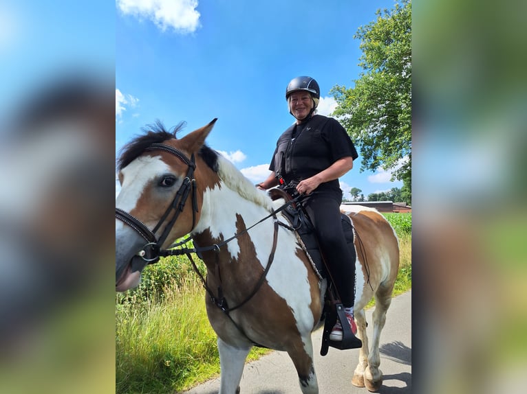 Tinker Mix Merrie 5 Jaar 145 cm Gevlekt-paard in Lohne (Oldenburg)