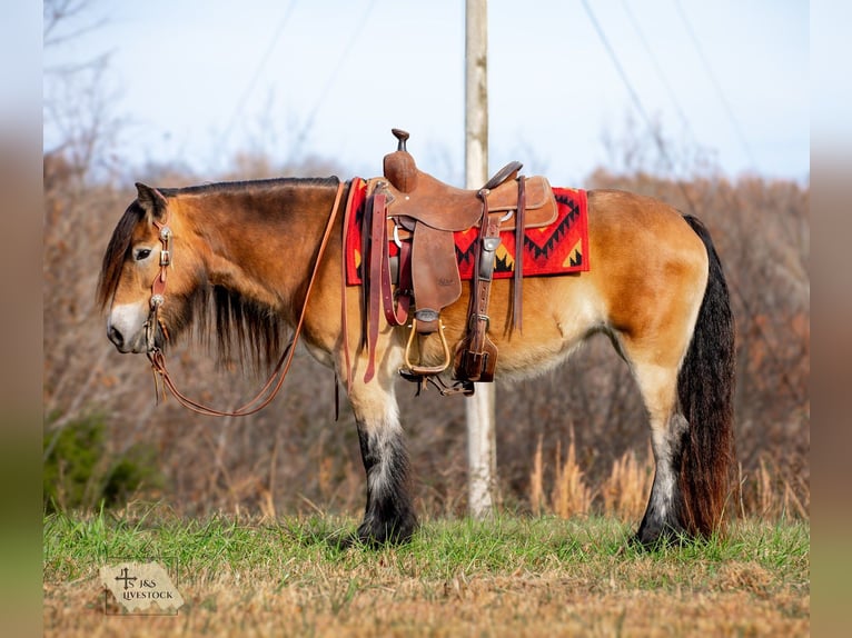 Tinker Merrie 5 Jaar 145 cm Roodbruin in Santa Fe