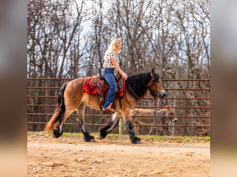 Tinker Merrie 5 Jaar 145 cm Roodbruin in Santa Fe