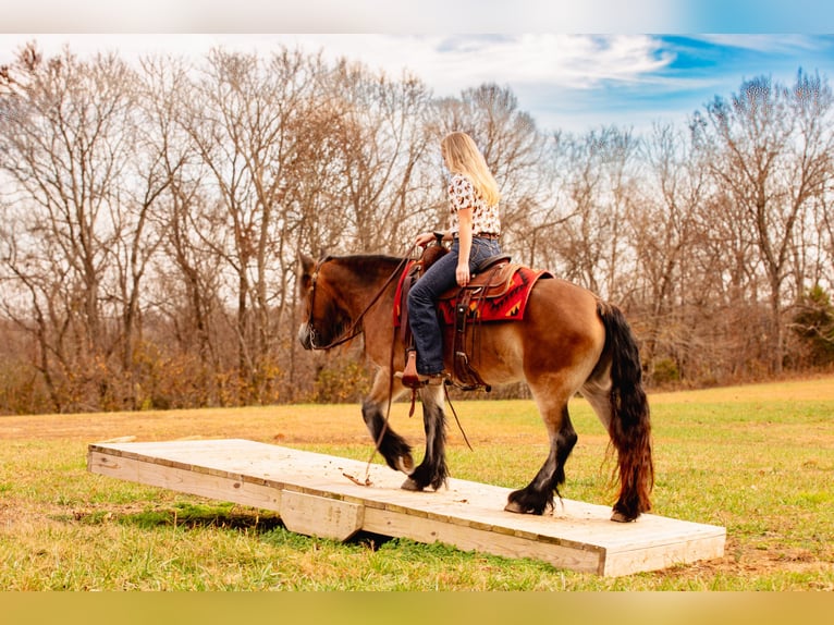 Tinker Merrie 5 Jaar 145 cm Roodbruin in Santa Fe