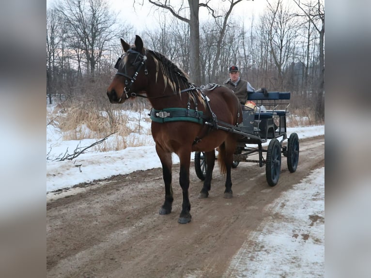 Tinker Merrie 5 Jaar 147 cm Bruin in Howell