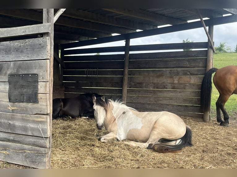 Tinker Merrie 5 Jaar 150 cm Buckskin in Sydower Fließ