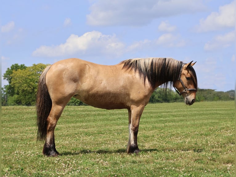 Tinker Mix Merrie 5 Jaar 150 cm Falbe in Howell