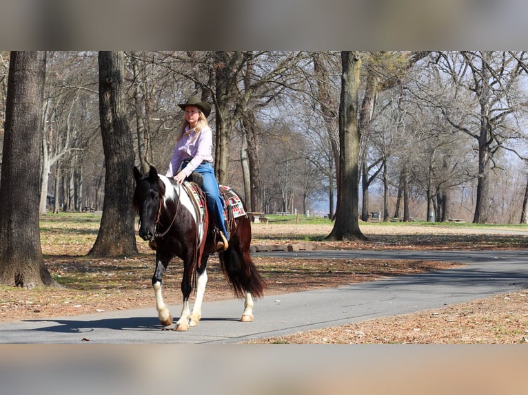 Tinker Mix Merrie 5 Jaar 150 cm Gevlekt-paard in Quitman