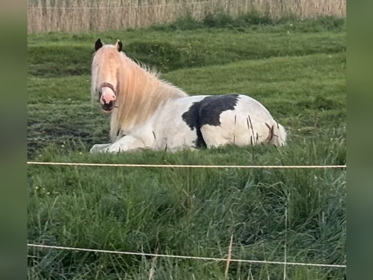 Tinker Merrie 5 Jaar 155 cm Gevlekt-paard in Oldenswort