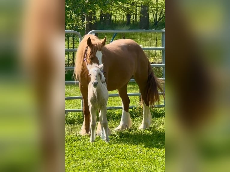 Tinker Merrie 5 Jaar Donkere-vos in De Soto
