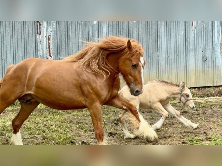 Tinker Merrie 5 Jaar Donkere-vos in De Soto