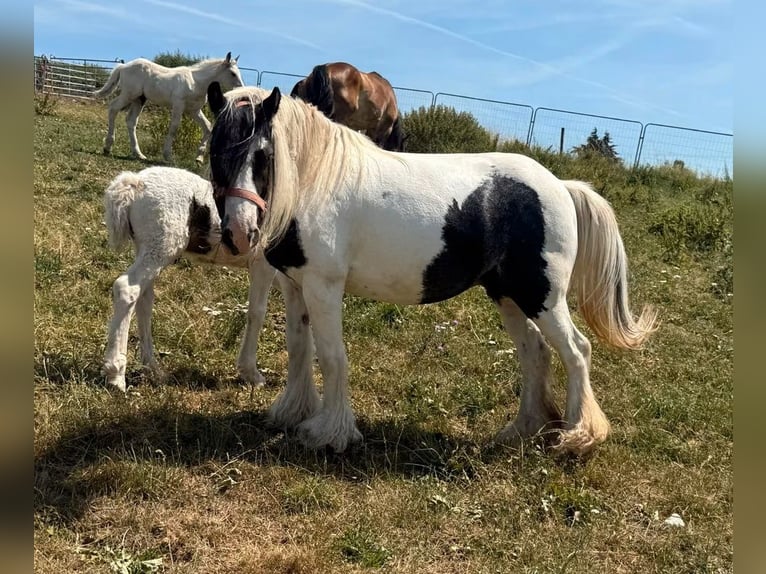 Tinker Merrie 6 Jaar 130 cm Gevlekt-paard in Daleiden
