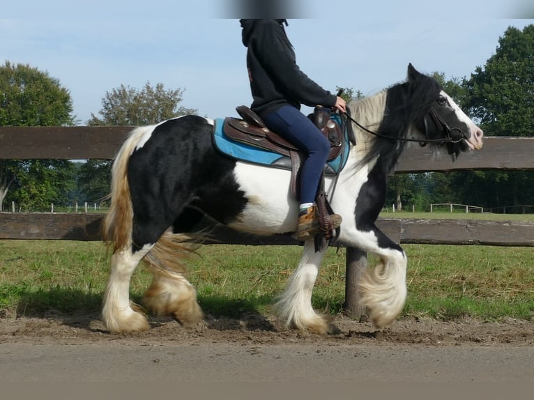 Tinker Merrie 6 Jaar 132 cm Gevlekt-paard in Lathen
