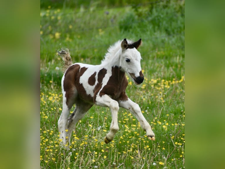 Tinker Merrie 6 Jaar 132 cm Gevlekt-paard in Linkenbach