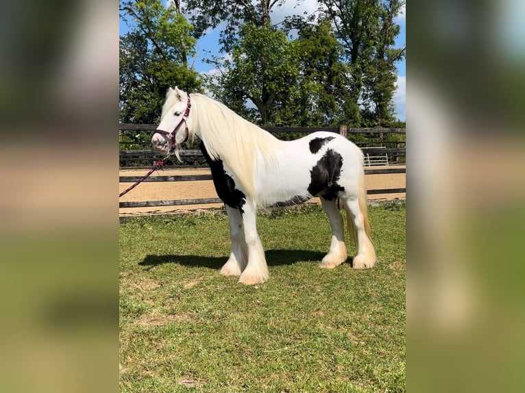Tinker Merrie 6 Jaar 135 cm Gevlekt-paard in Pepingen