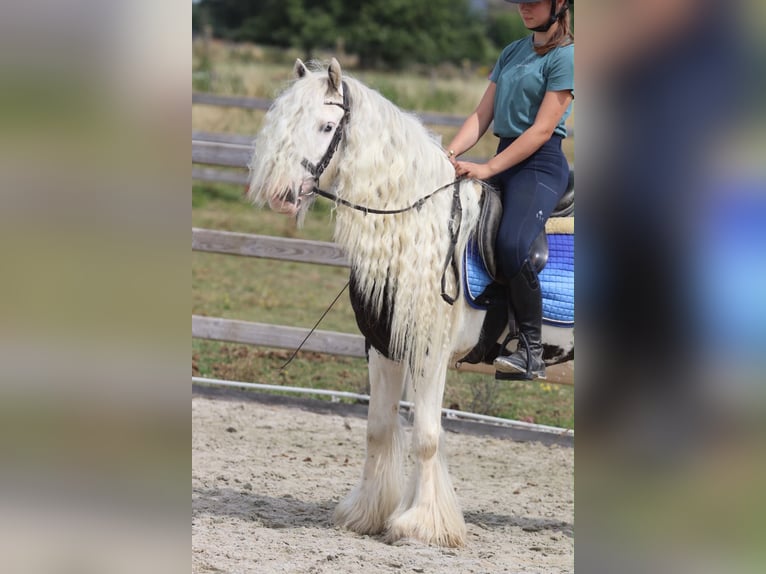 Tinker Merrie 6 Jaar 135 cm Gevlekt-paard in Pepingen