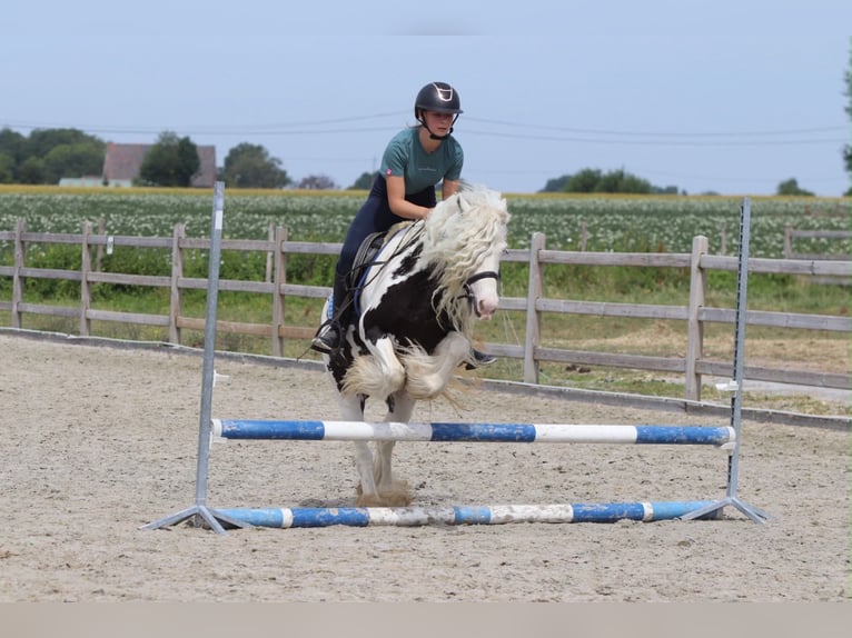 Tinker Merrie 6 Jaar 135 cm Gevlekt-paard in Pepingen